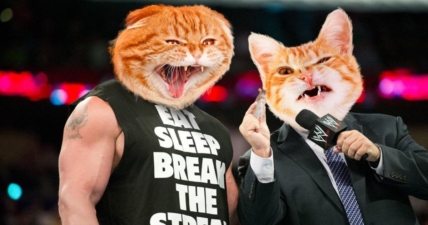 Brock Lesnar kitty gifs