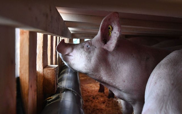 Swine flu strain discovered in China